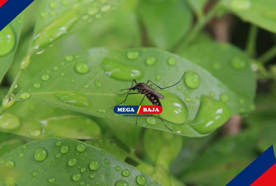 13 Jenis Tanaman Hias Pengusir Nyamuk, Cocok untuk Kebun Rumahmu!
