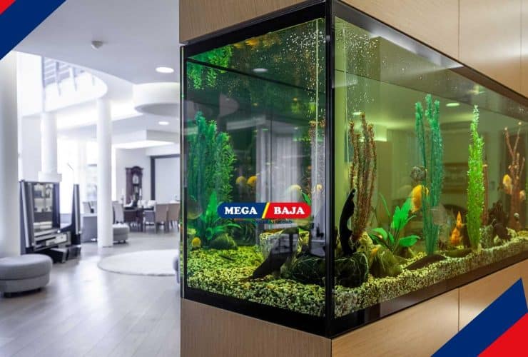 9 Inspirasi Gaya Aquascape Populer untuk Dekorasi Rumah