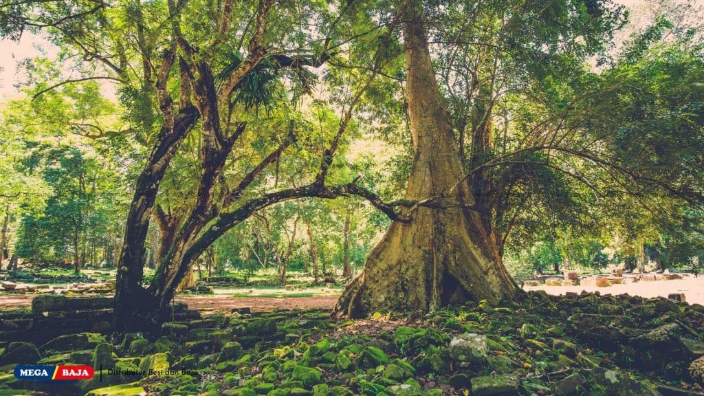 Akar Pohon Beringin