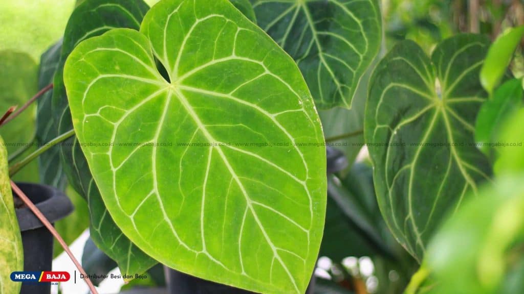 Anthurium Crystallinum atau Kuping Gajah