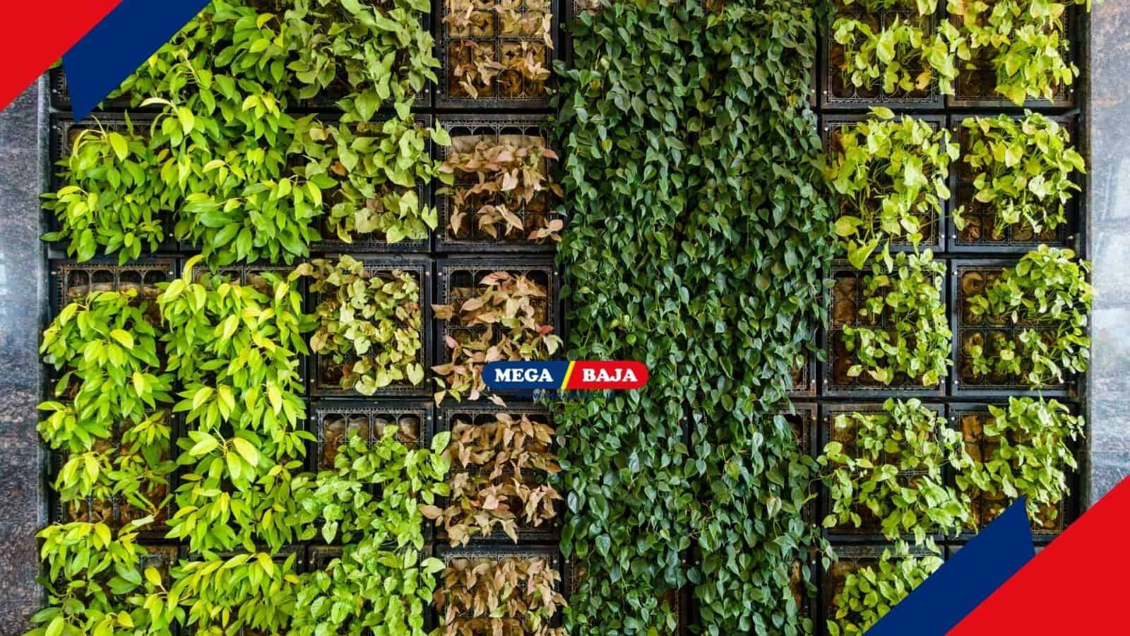 Cari Tanaman Hias untuk Outdoor Vertical Garden_ Ini Dia Listnya!