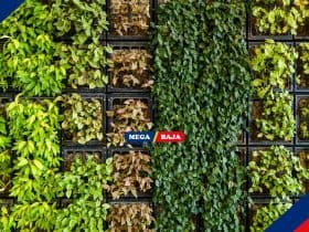 Cari Tanaman Hias untuk Outdoor Vertical Garden_ Ini Dia Listnya!