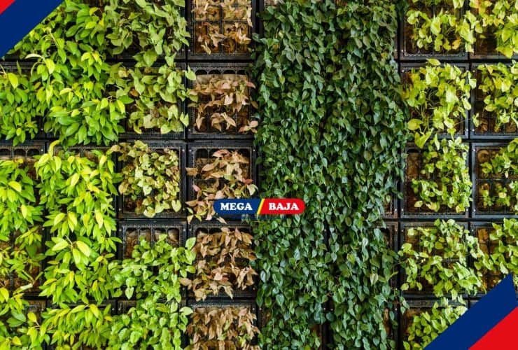 Cari Tanaman Hias untuk Outdoor Vertical Garden_ Ini Dia Listnya!