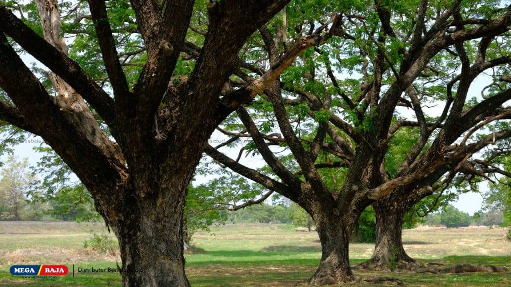 Kekurangan Kayu Trembesi