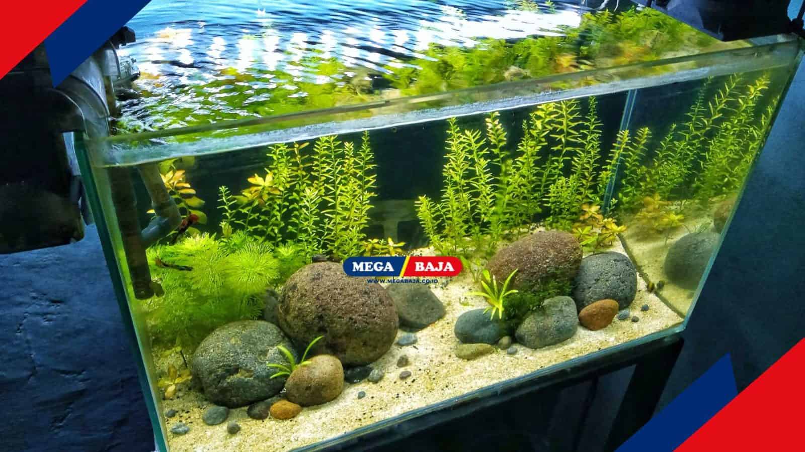 Kenalan dengan Aquascape Dekorasi yang Membawa Keindahan Biota Air ke Rumahmu