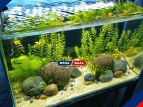 Kenalan dengan Aquascape Dekorasi yang Membawa Keindahan Biota Air ke Rumahmu