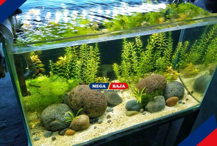 Kenalan dengan Aquascape Dekorasi yang Membawa Keindahan Biota Air ke Rumahmu