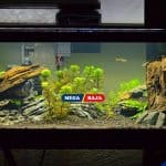 Mudah! Ini Langkah-Langkah Membuat Aquascape untuk Pemula di Rumah