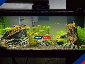 Mudah! Ini Langkah-Langkah Membuat Aquascape untuk Pemula di Rumah