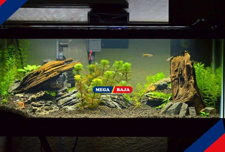 Mudah! Ini Langkah-Langkah Membuat Aquascape untuk Pemula di Rumah