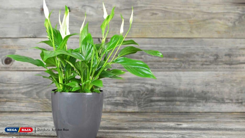 Peace Lily