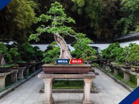 Tanaman Bonsai_ Kecantikan Alam dalam Pot Kecil