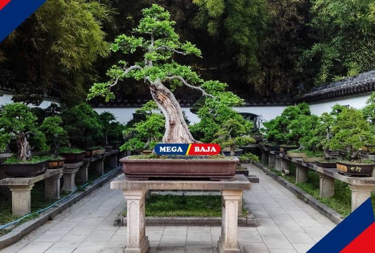 Tanaman Bonsai_ Kecantikan Alam dalam Pot Kecil