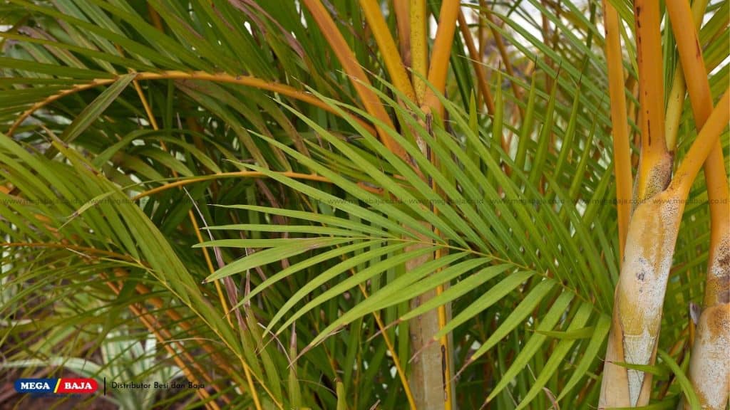 Areca Palm (Dypsis Lutescens)