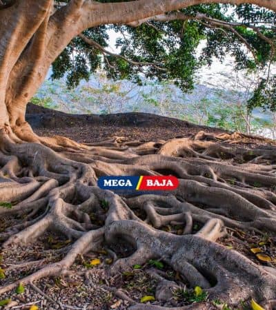 Hati-hati! Akar Pohon Ini Bisa Merusak Bangunan Rumahmu