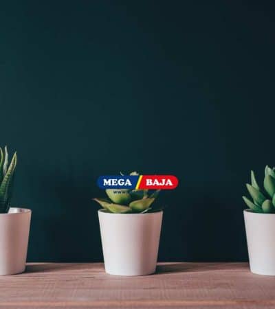 Kelebihan dan Kekurangan Tanaman Artifisial untuk Dekorasi Interior Rumah