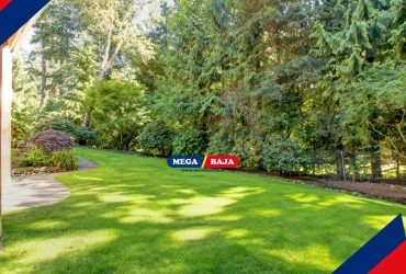 Rekomendasi Jenis Rumput untuk Mempercantik Taman di Rumah