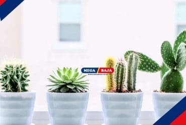 Jangan Salah, Simak Tips Merawat Tanaman Sukulen Berikut Ini!