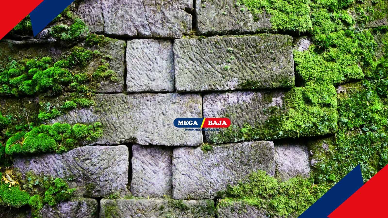 Moss Wall Art_ Karya Seni Alami untuk Dinding yang Ramah Lingkungan