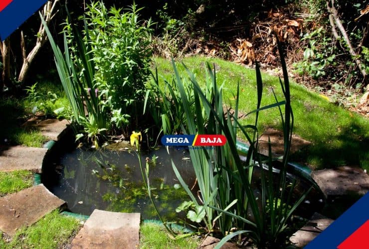 Panduan Membuat Taman Kering serta Tips Perawatannya