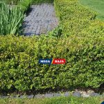 Pagar Boxwood_ Pilihan Terbaik untuk Taman yang Tetap Hijau Sepanjang Tahun