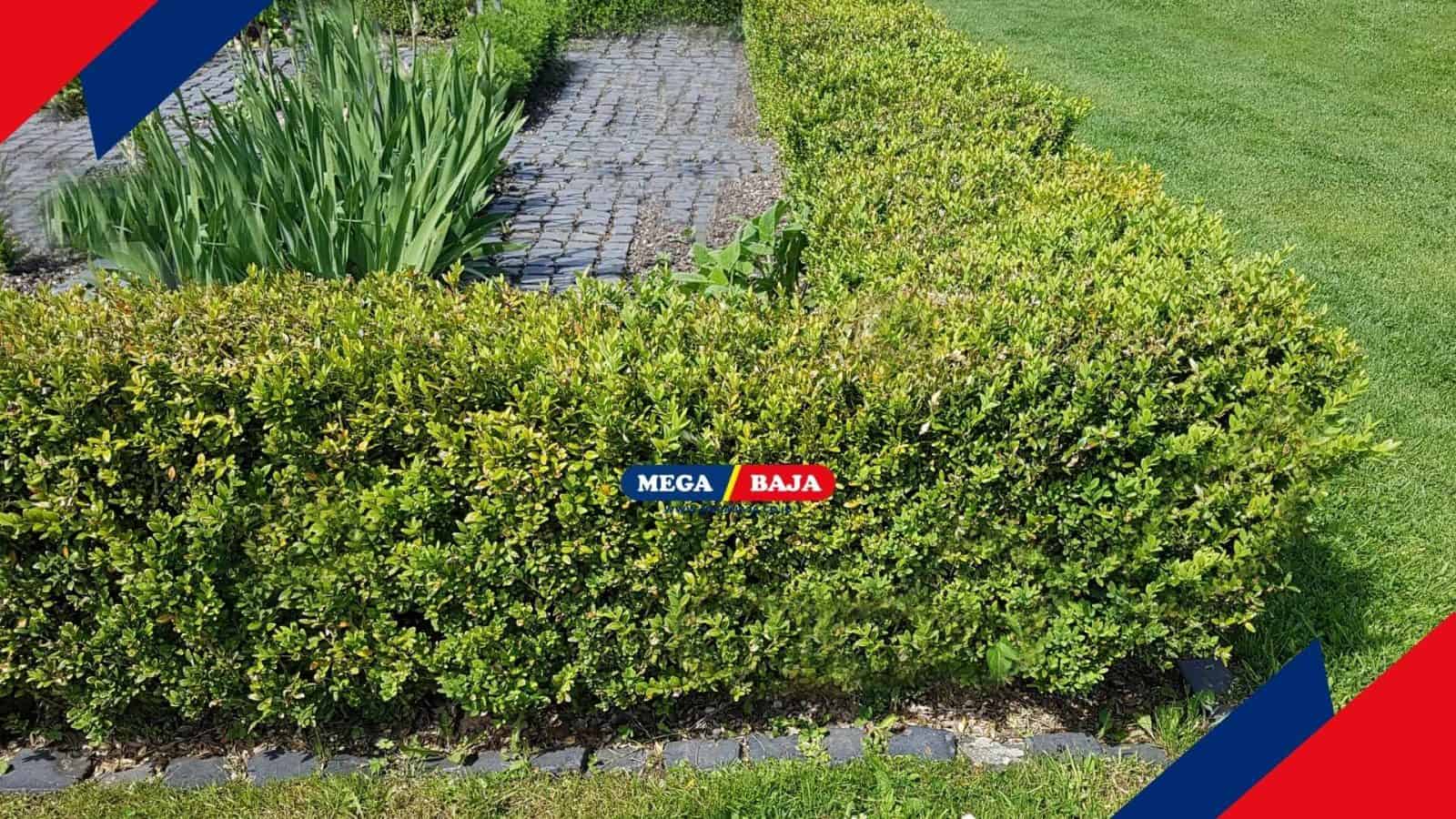 Pagar Boxwood_ Pilihan Terbaik untuk Taman yang Tetap Hijau Sepanjang Tahun