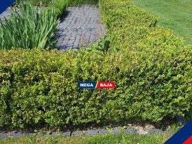 Pagar Boxwood_ Pilihan Terbaik untuk Taman yang Tetap Hijau Sepanjang Tahun