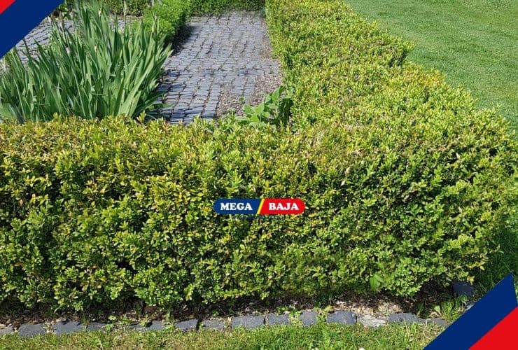 Pagar Boxwood_ Pilihan Terbaik untuk Taman yang Tetap Hijau Sepanjang Tahun