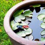 Cara Membuat Taman_Kolam Air Hias dalam Pot di Rumah