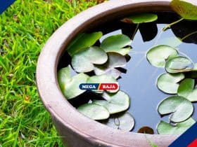 Cara Membuat Taman_Kolam Air Hias dalam Pot di Rumah