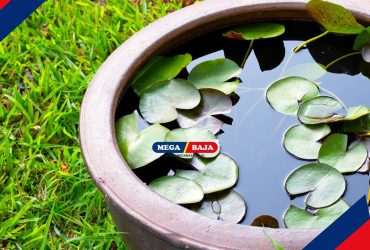 Cara Membuat Taman_Kolam Air Hias dalam Pot di Rumah