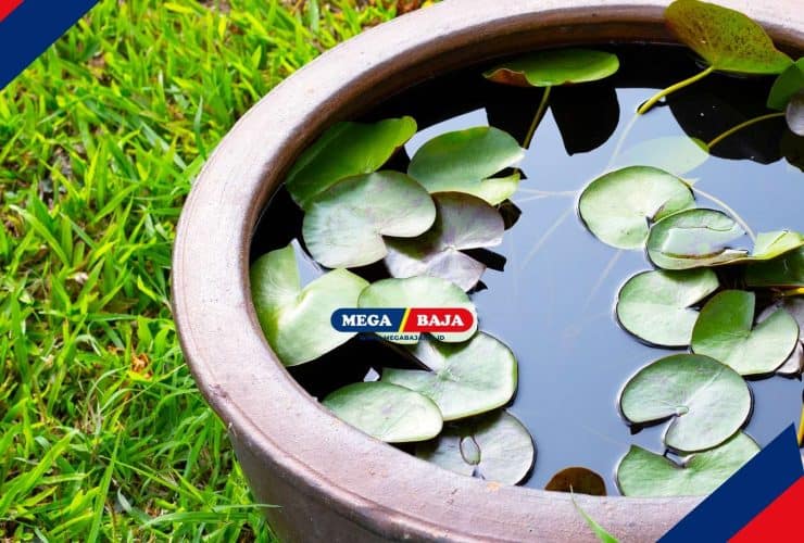 Cara Membuat Taman_Kolam Air Hias dalam Pot di Rumah