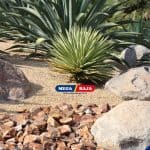 Xeriscape_ Rahasia Punya Taman Cantik Tanpa Tagihan Air Membengkak