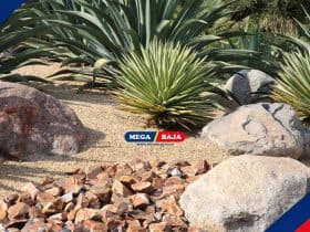Xeriscape_ Rahasia Punya Taman Cantik Tanpa Tagihan Air Membengkak