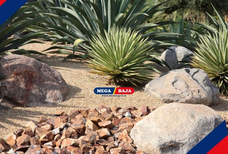 Xeriscape_ Rahasia Punya Taman Cantik Tanpa Tagihan Air Membengkak