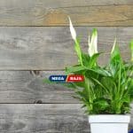 Agar Peace Lily Tumbuh Optimal, Simak Lokasi Terbaik untuk Meletakkannya!