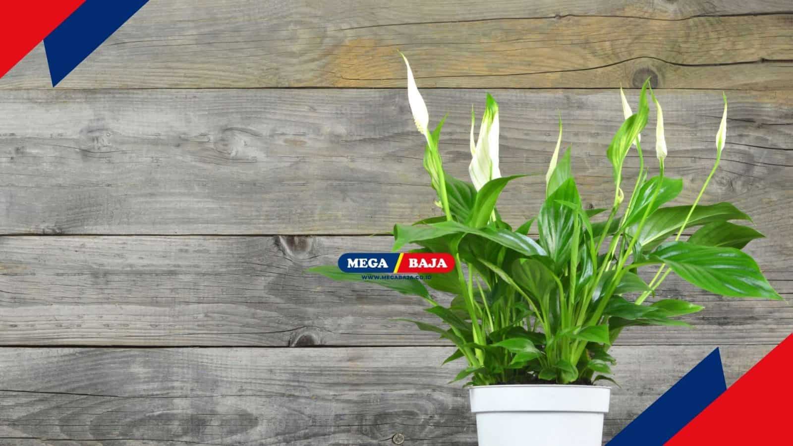 Agar Peace Lily Tumbuh Optimal, Simak Lokasi Terbaik untuk Meletakkannya!