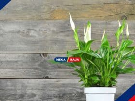 Agar Peace Lily Tumbuh Optimal, Simak Lokasi Terbaik untuk Meletakkannya!