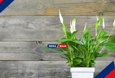 Agar Peace Lily Tumbuh Optimal, Simak Lokasi Terbaik untuk Meletakkannya!