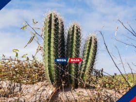 Cara Menanam Kaktus Koboi Tanpa Akar untuk Mempercantik Rumah