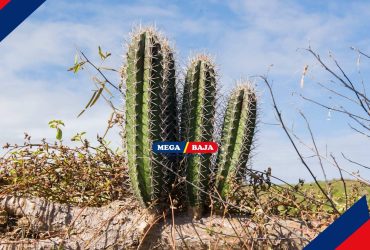 Cara Menanam Kaktus Koboi Tanpa Akar untuk Mempercantik Rumah