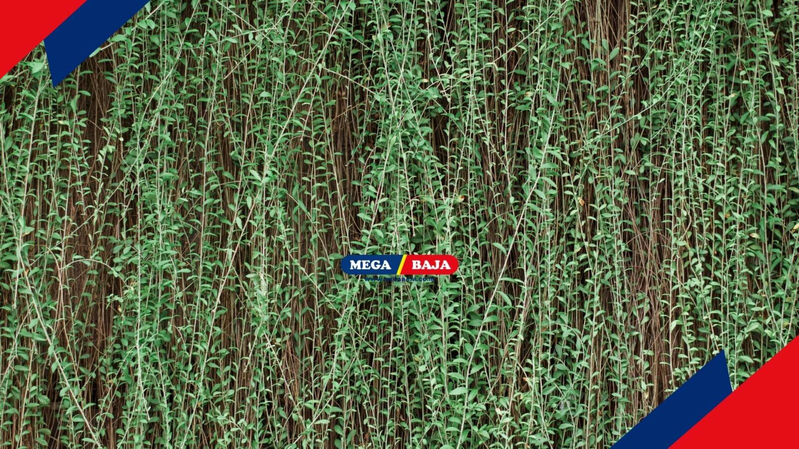 Jangan Asal Pilih Tanaman Rambat! Simak Tipsnya Berikut Ini!