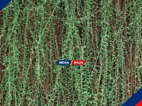 Jangan Asal Pilih Tanaman Rambat! Simak Tipsnya Berikut Ini!