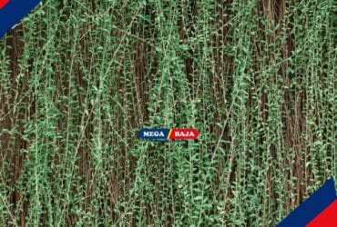 Jangan Asal Pilih Tanaman Rambat! Simak Tipsnya Berikut Ini!