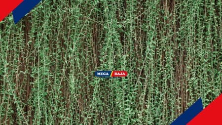 Jangan Asal Pilih Tanaman Rambat! Simak Tipsnya Berikut Ini!