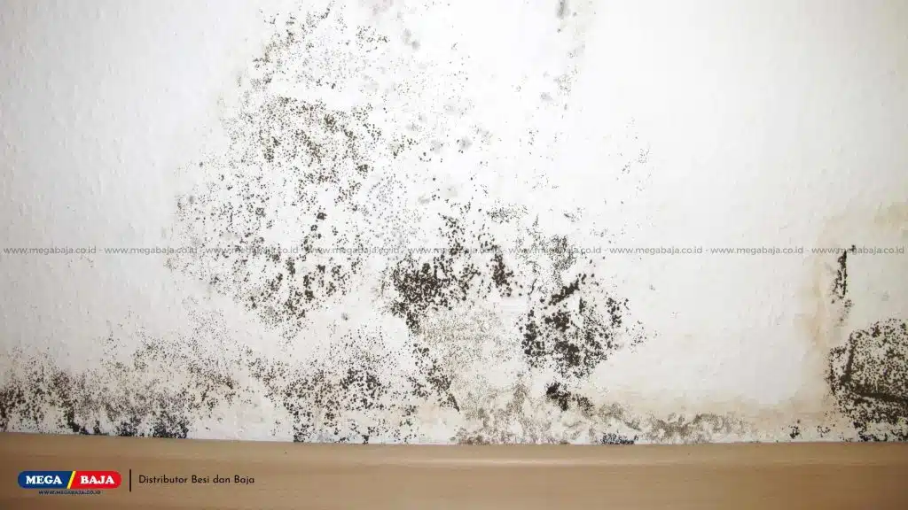 Apa Itu Black Mold?