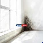 Black Mold_ Bahaya Diam-Diam di Balik Dinding dan Plafon