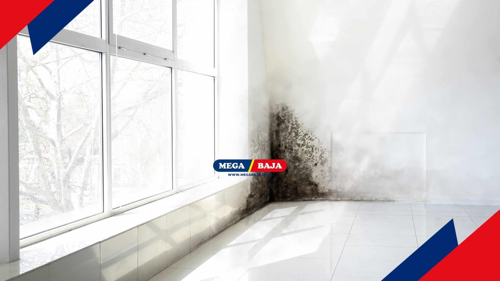 Black Mold_ Bahaya Diam-Diam di Balik Dinding dan Plafon
