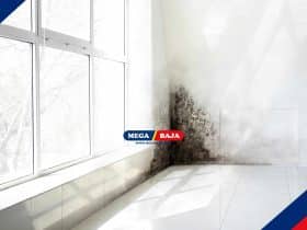 Black Mold_ Bahaya Diam-Diam di Balik Dinding dan Plafon