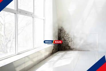Black Mold_ Bahaya Diam-Diam di Balik Dinding dan Plafon